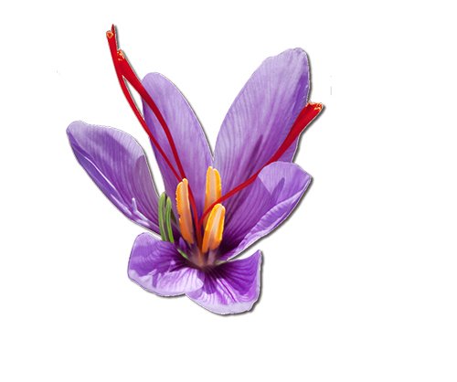 Crocus Sativus