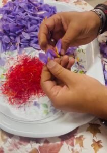 Hand harvesting Saffron pistils from Saffron flowers in Morocco for Premium Saffron production