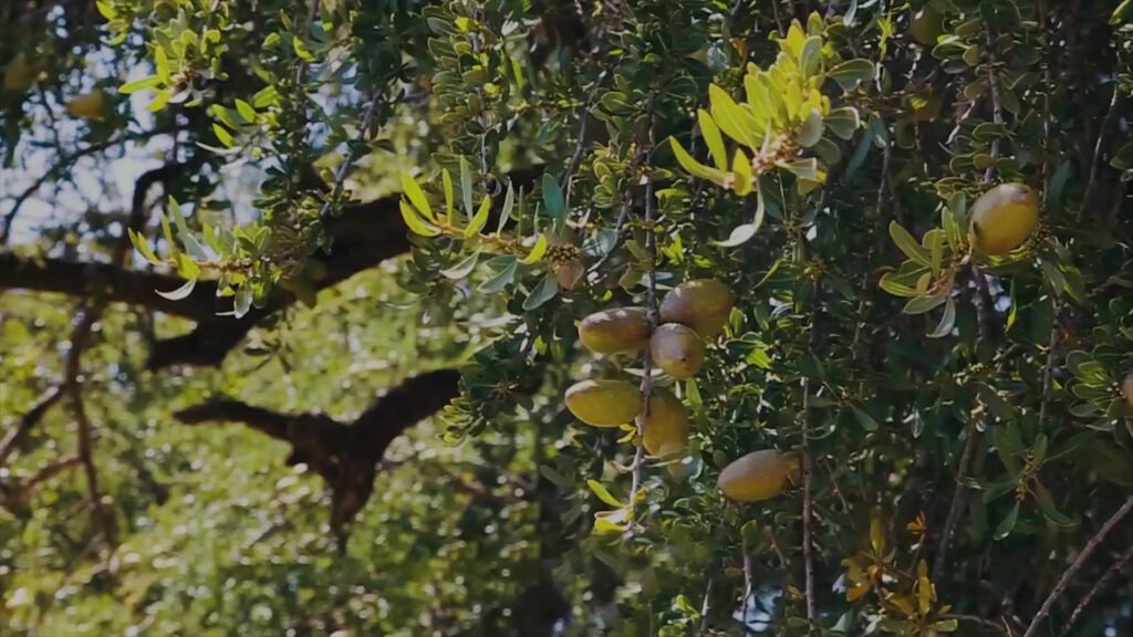 Branches of the Moroccan Argan tree with ripe Argan kernels, a source of high-quality Argan oil