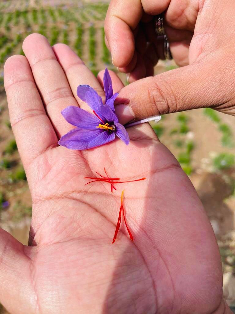 Close-up of Saffron red stigmas showing the active compounds of pure Saffron